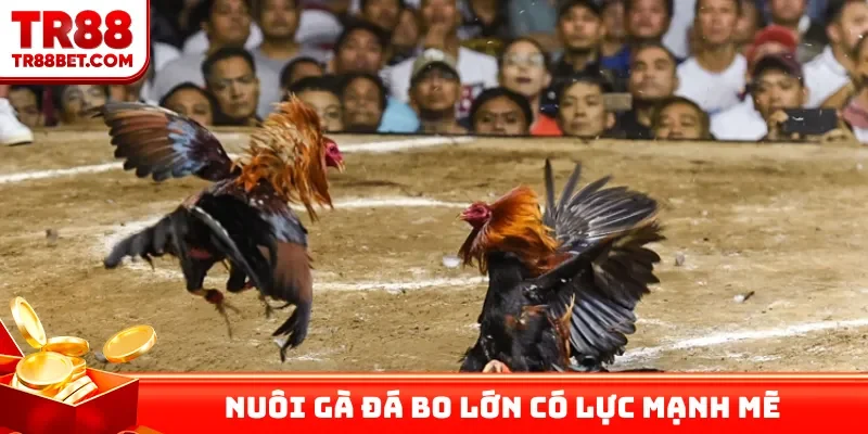 Nuôi gà đá bo lớn có lực mạnh mẽ
