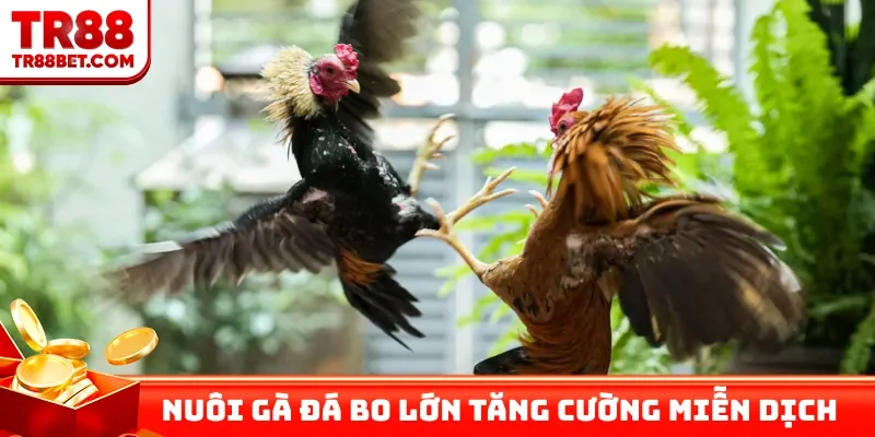 Nuôi gà đá bo lớn tăng cường miễn dịch