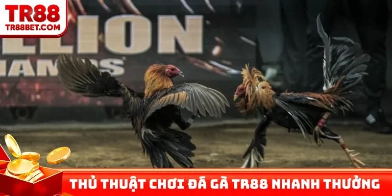 Thủ thuật chơi đá gà TR88 nhanh có thưởng